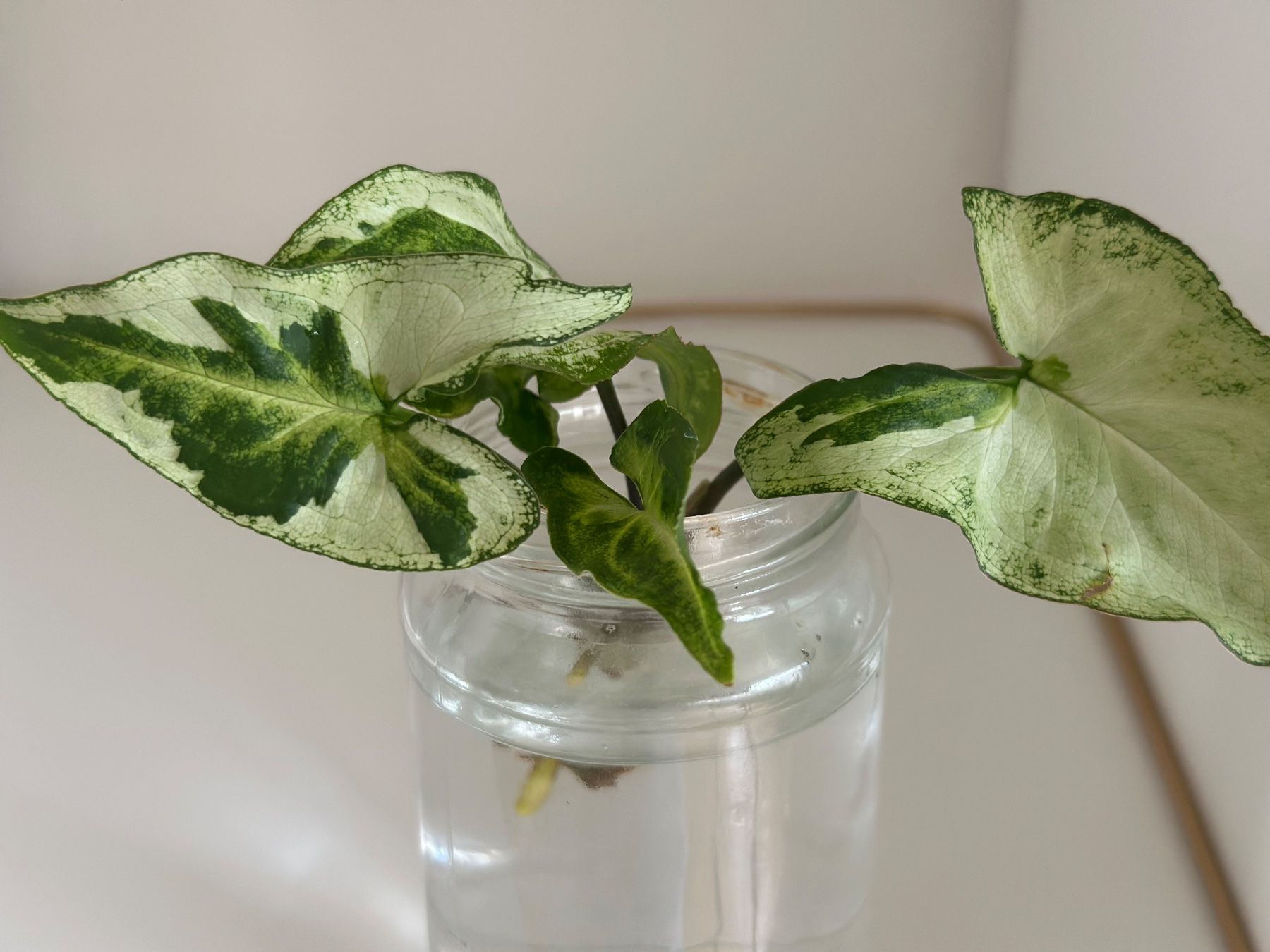 Piante & sementi: Syngonium Three Kings - Kopfstecklig #2 – Usato da Zürich venduto da ong8 2