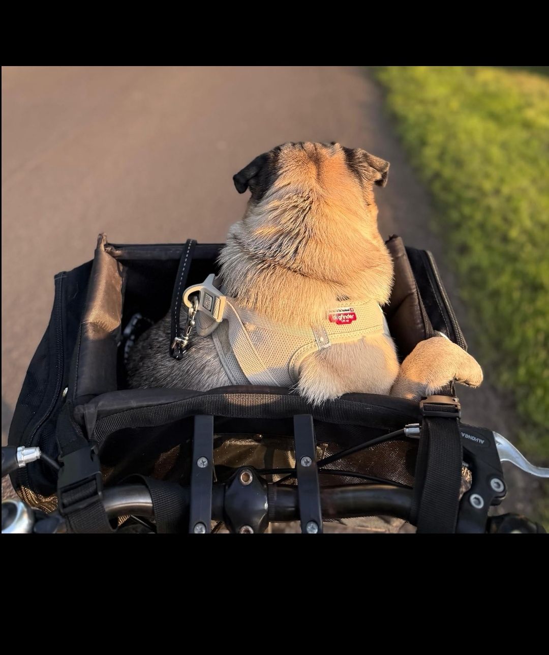 Cucce & Letti: Panier pour chien pour vélo – Nuovo e nell'imballaggio originale da Genève venduto da Loloana 5