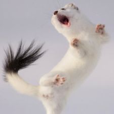 Profile image of Wildchatz