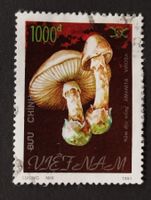 Pilz - Vietnam
