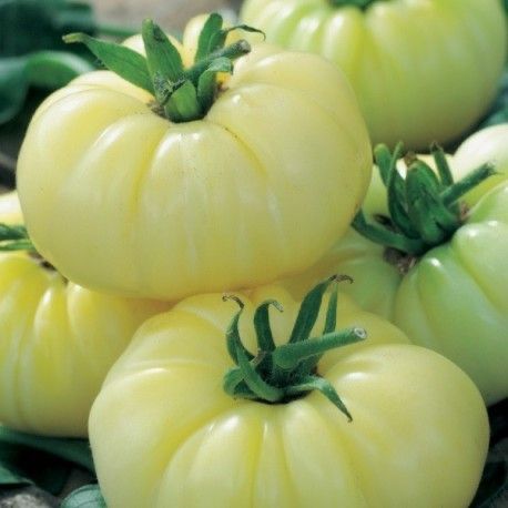 Piante & sementi: 30 Samen WHITE BEAUTY Tomate – Nuovo (secondo la descrizione) da Ehrendingen venduto da VerveinaSamen 2