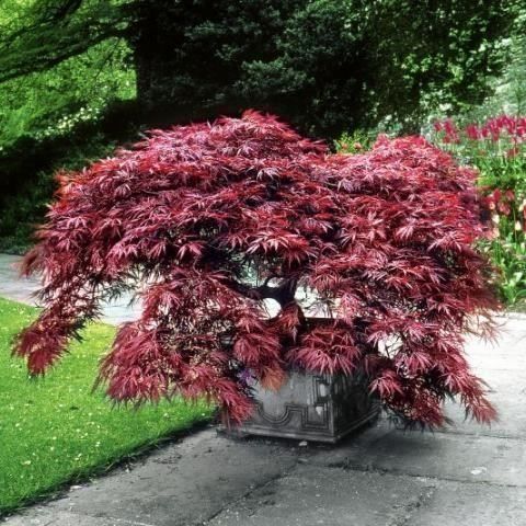 Piante & sementi: Erable du Japon Dissectum Garnet 20-30cm – Nuovo (secondo la descrizione) da Bremblens venduto da FIBONACCI369