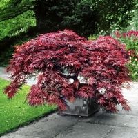 Erable du Japon Dissectum Garnet 20-30cm