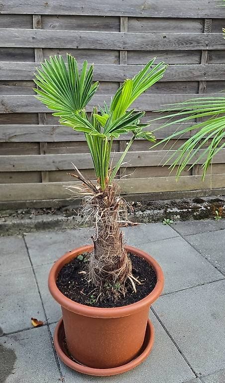 Pflanzen & Samen: Seltene Palme – Gebraucht aus Aarburg von popkorn65 2
