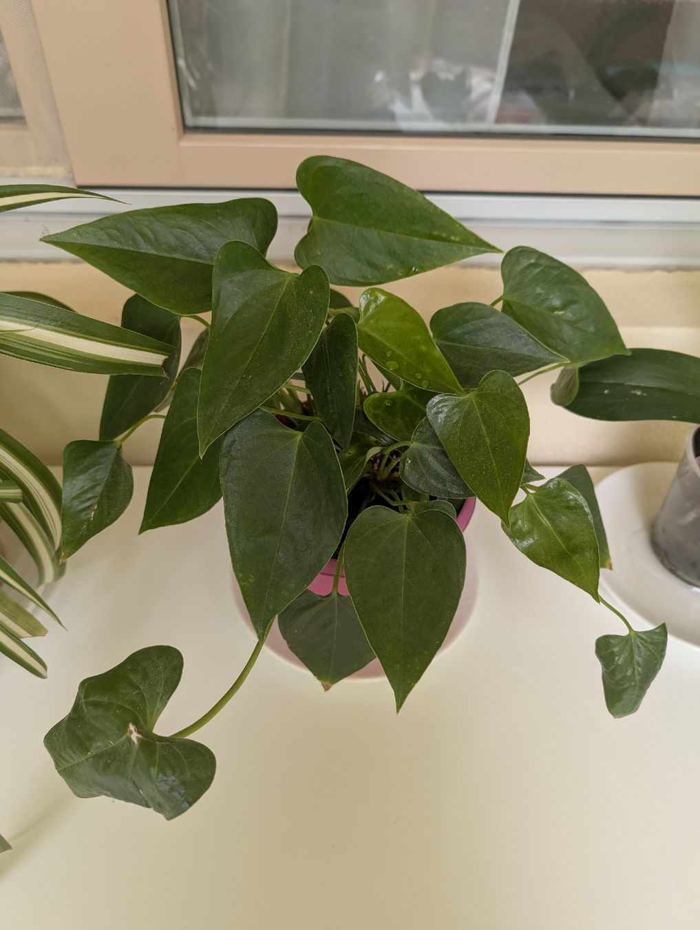 Pflanzen & Samen: Plantes d'intérieur à donner  – Gebraucht aus Genève von Maria11 1