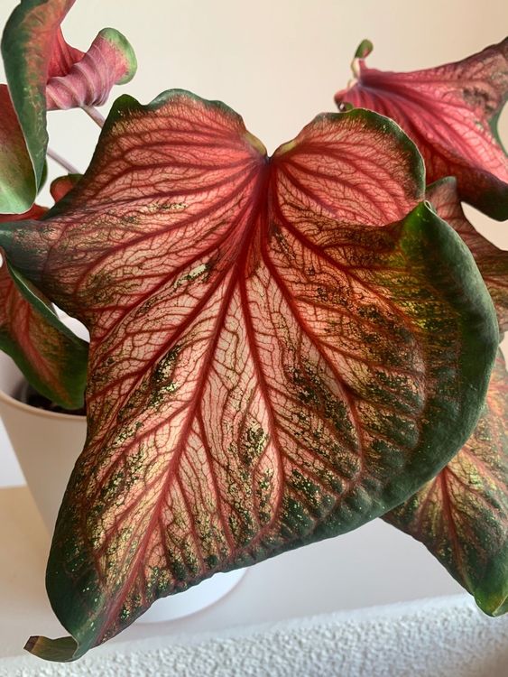 Caladium rot (Gebraucht) in Zürich für CHF 36 – mit Lieferung auf ...