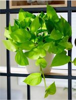 Efeutute 'Golden Pothos'