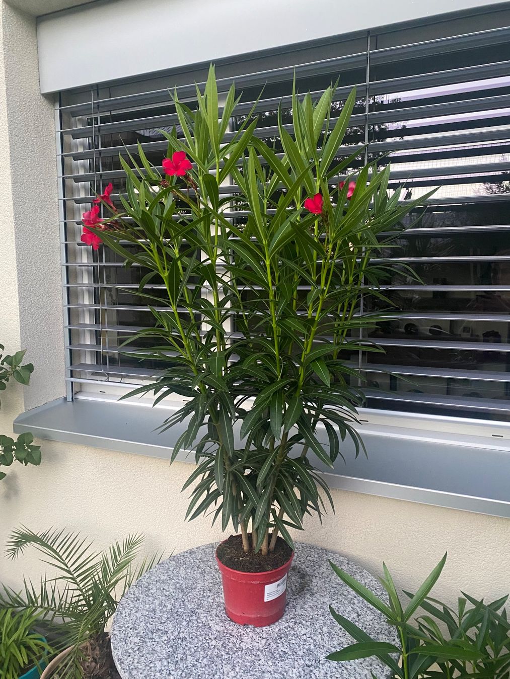 Piante & sementi: Oleander rot, Höhe 120 cm – Nuovo (secondo la descrizione) da Alchenflüh venduto da smart- 1