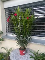 Oleander rot, Höhe 120 cm