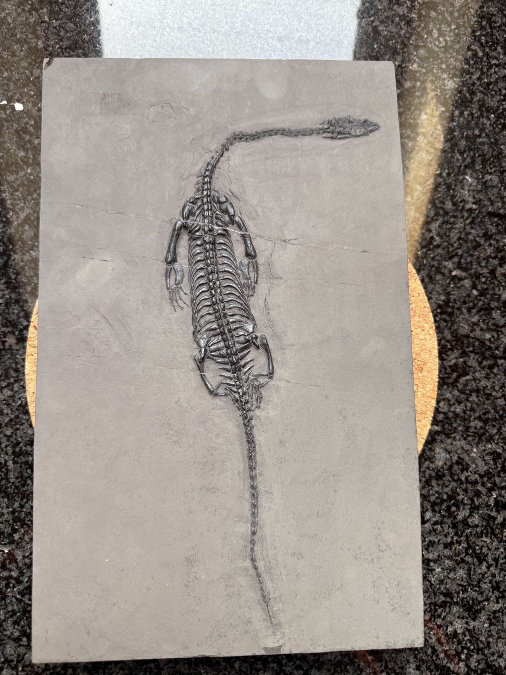 Fossilien: Top Keichousaurus Hui – Gebraucht aus schüpfen von rica122