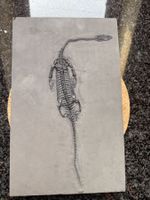 Top Keichousaurus Hui