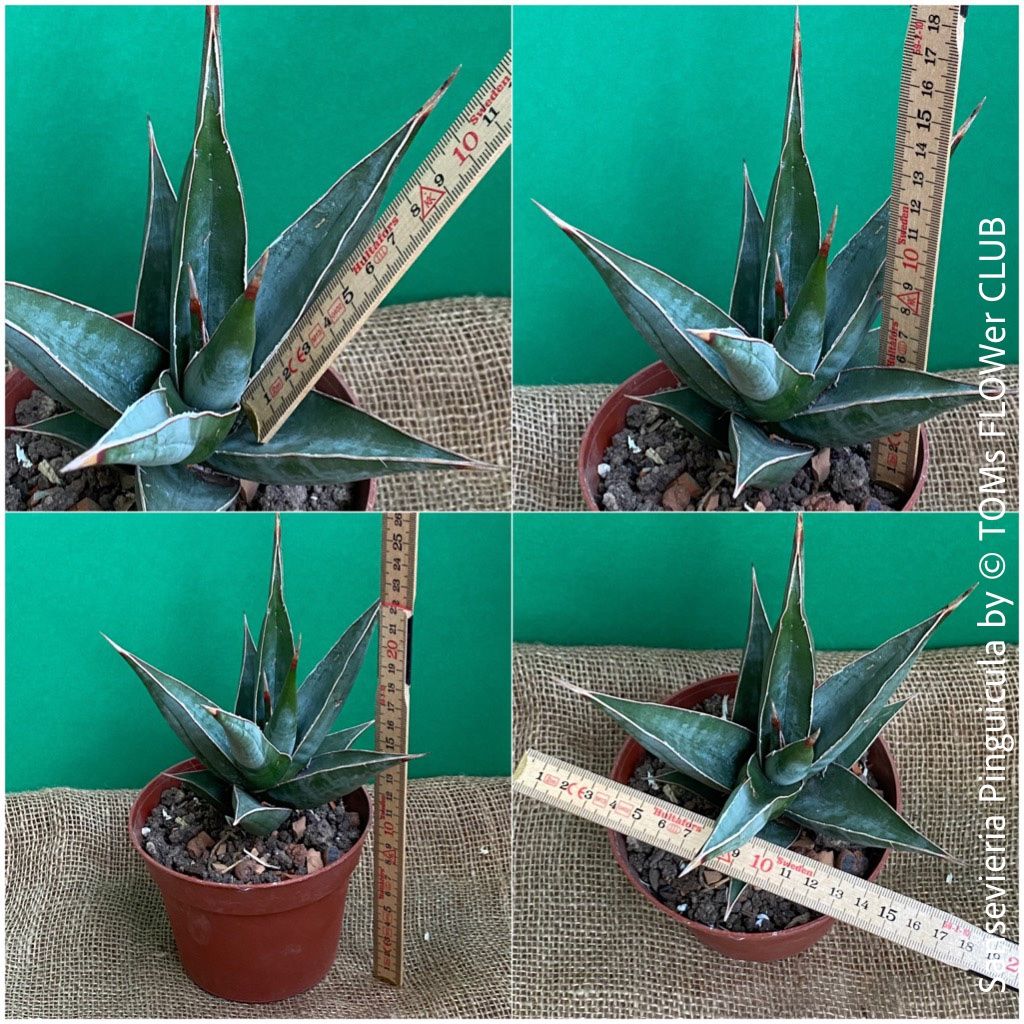 Sansevieria Pinguicula - Raritt fr Deine Pflanzen-Sammlung (Neu und  originalverpackt) in Adliswil fr CHF 89  mit Lieferung auf Ricardo kaufen