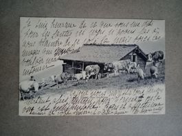AK Chalet in den Alpen 1905 Kühe
