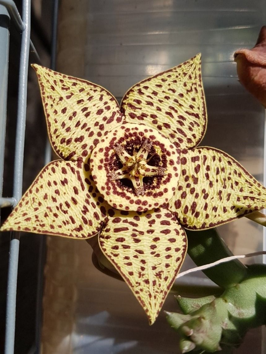 Stapelia , tolle Blten, Aasblume, Pflege wie Kaktus (Gebraucht) in Horw  fr CHF 5  mit Lieferung auf Ricardo kaufen