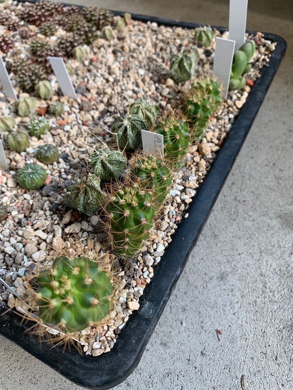 Pflanzen & Samen: Matucana ssp. hoxeyi – Gebraucht aus Rorbas von SimS0n 2