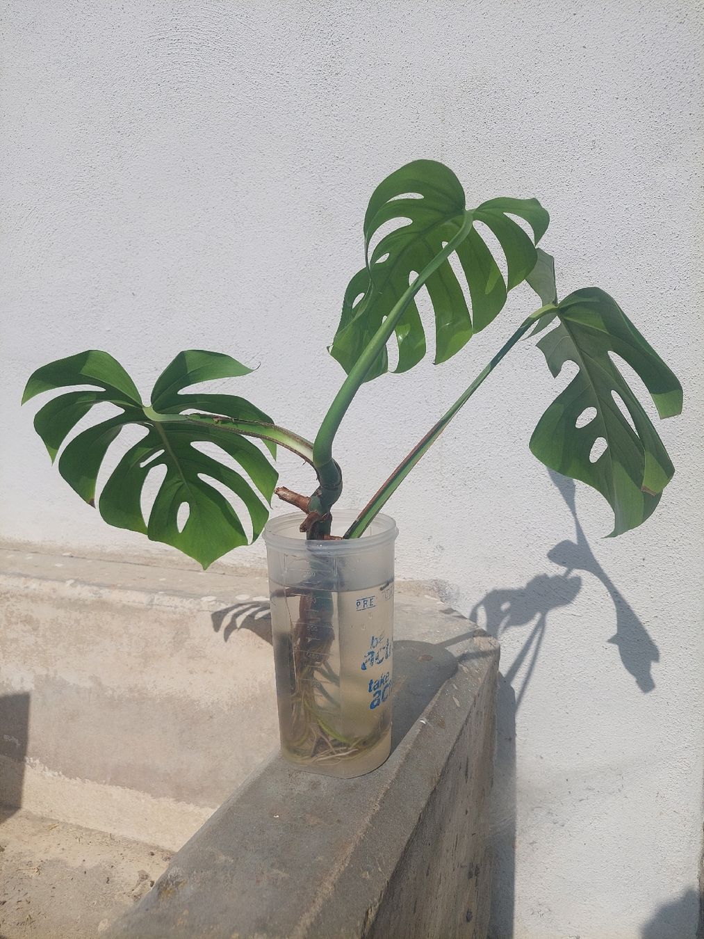 Pflanzen & Samen: Junge Monstera Ableger / auf Wunsch bewurzelt – Neu (gemäss Beschreibung) aus Rudolfingen von T.Mueller 1