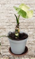 Kleine Monstera Variegata Zimmerpflanze