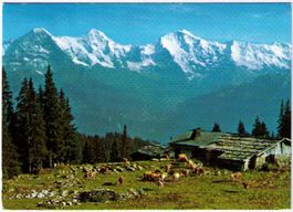 Beatenberg - Kühmatte