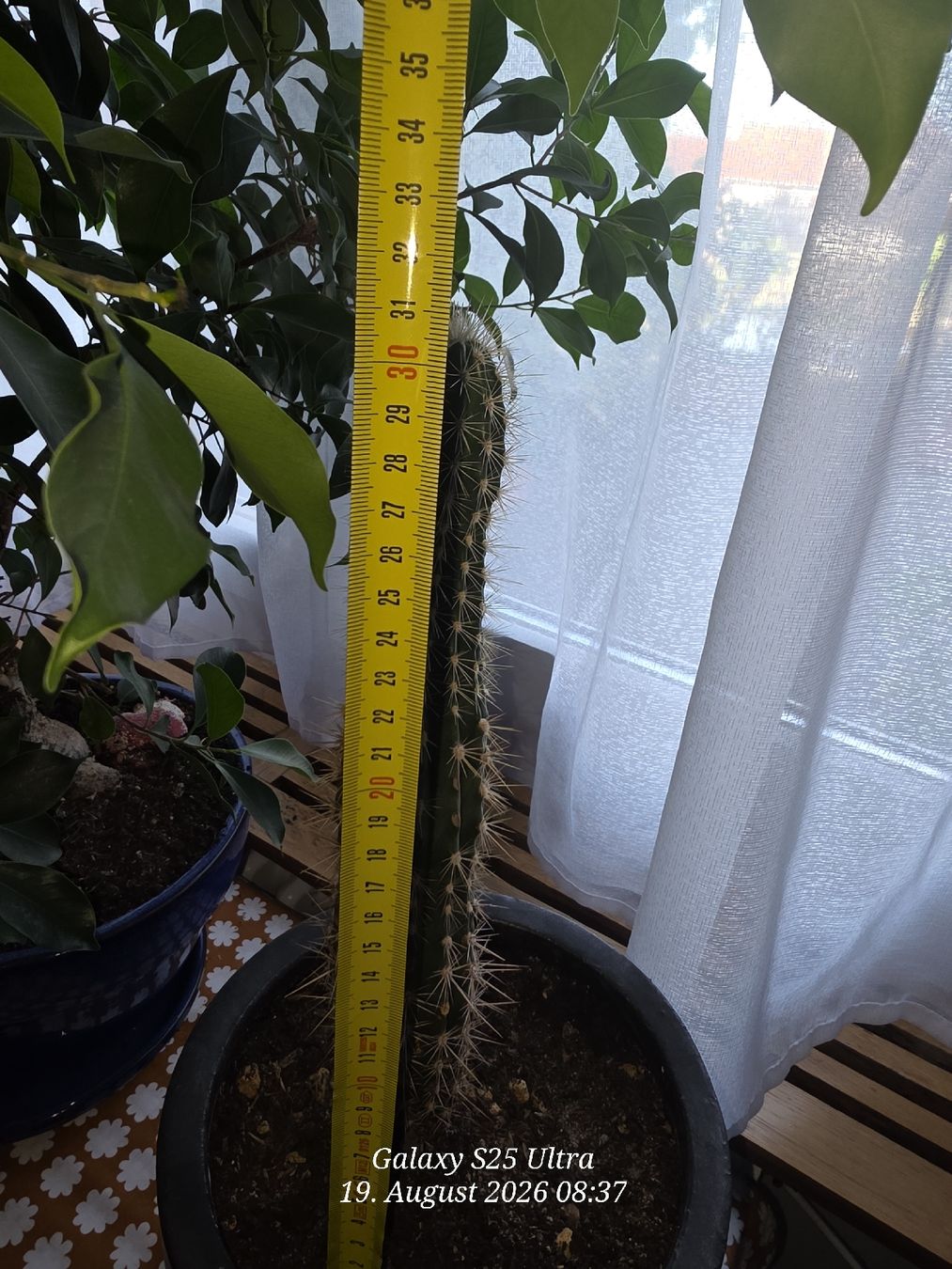 Plantes & graines: Kaktus  ca 32cm – D'occasion à Sonterswil par 1234ralf 2