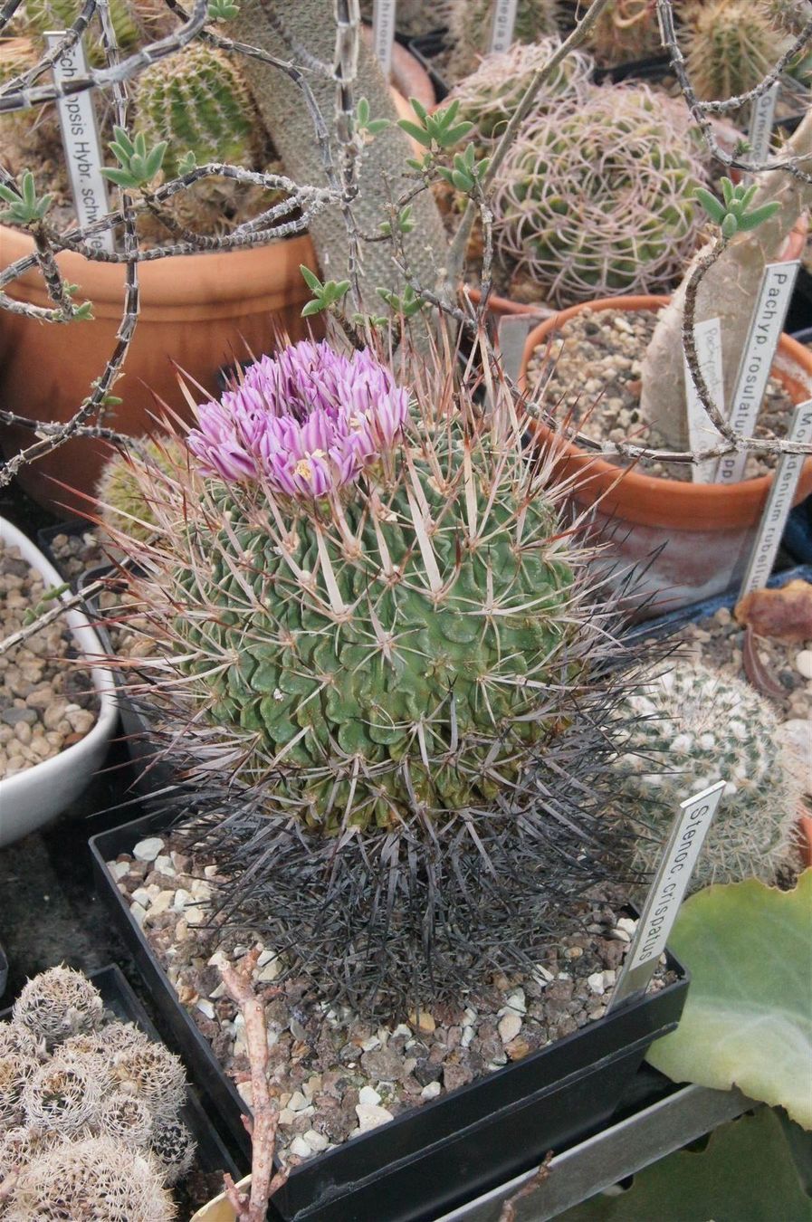 Plantes & graines: Stenocactus crispatus – Neuf (Voir description) à Geroldswil par botanicals 1