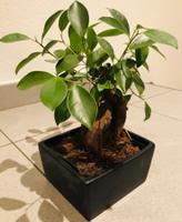Bonsai 20 cm ↕️ “FICUS MICROCARPA”‪‪