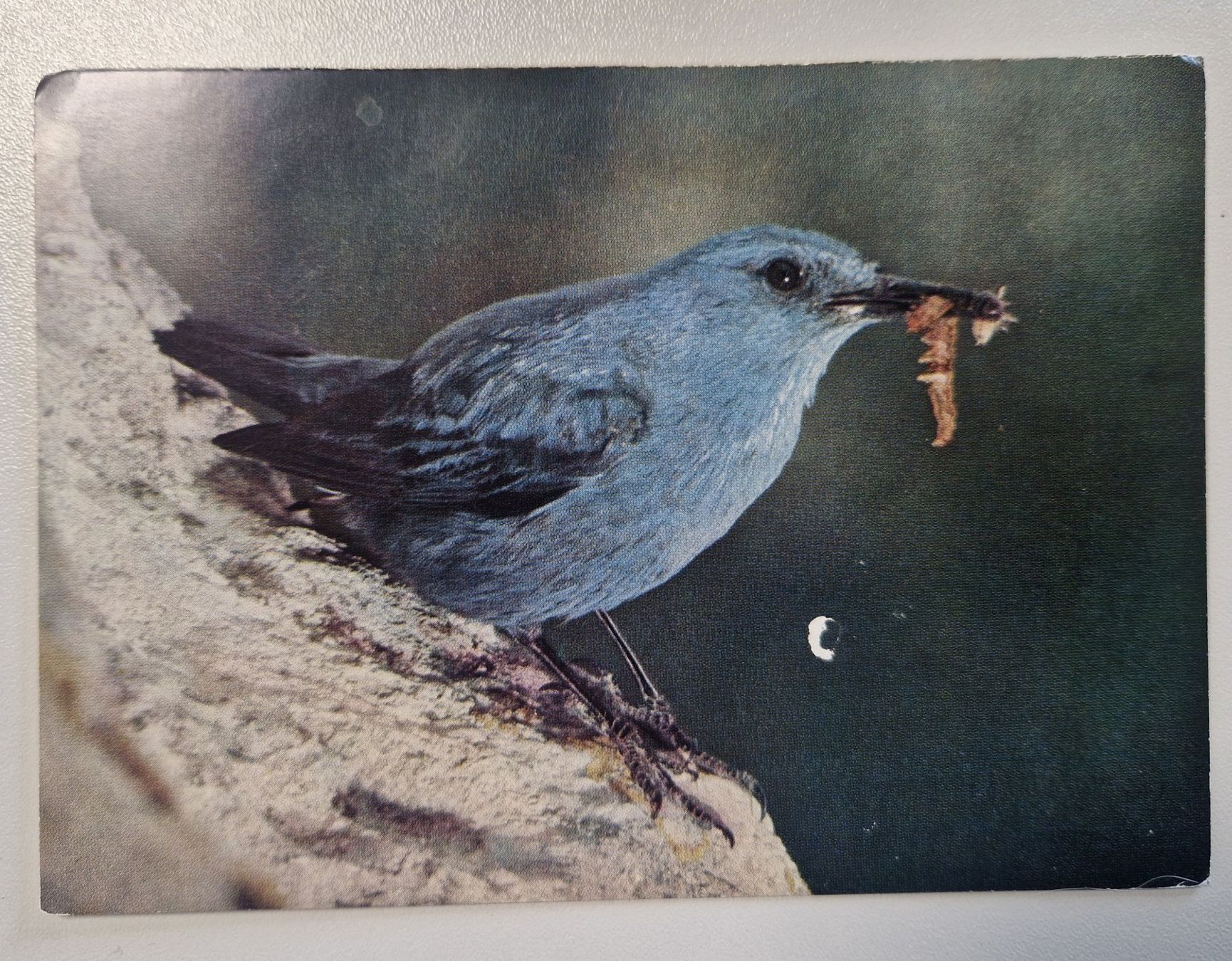 Cartoline postali: Blaumerle / Vogel 1975 – Nuovo (secondo la descrizione) da Melchnau venduto da Arthurius
