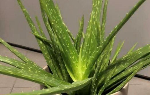 Piante & sementi: ALOE VERA CHINESISCHE MULTIPFLANZE 20 CM – Nuovo e nell'imballaggio originale da Rovio venduto da POSITIFFARTandPLANTS 3