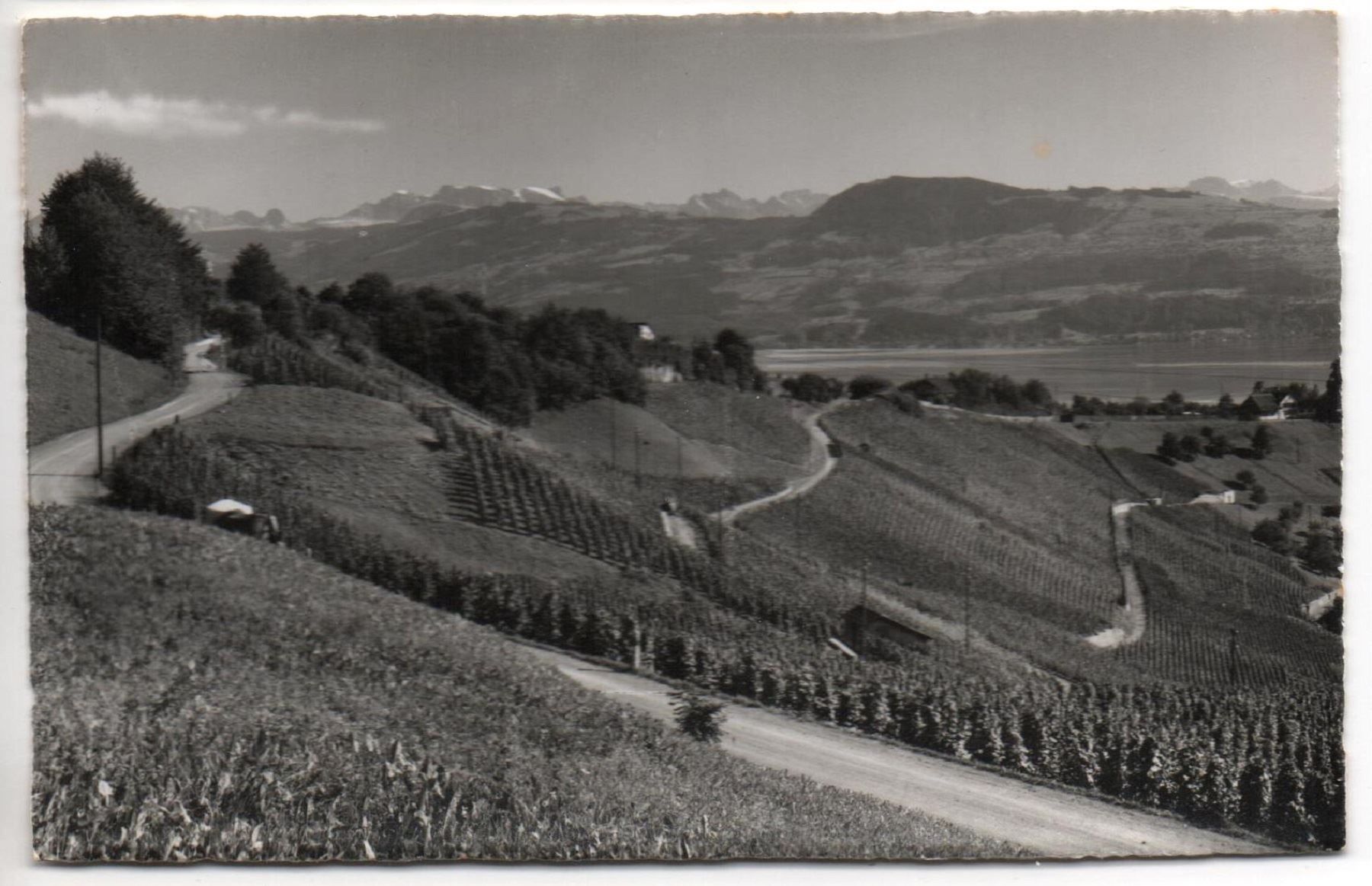 Cartoline postali: MÄNNEDORF Weinbau – Usato da Jona venduto da philajona