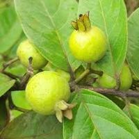 Brasilianische Guave - Psidium guineense - 20 Samen