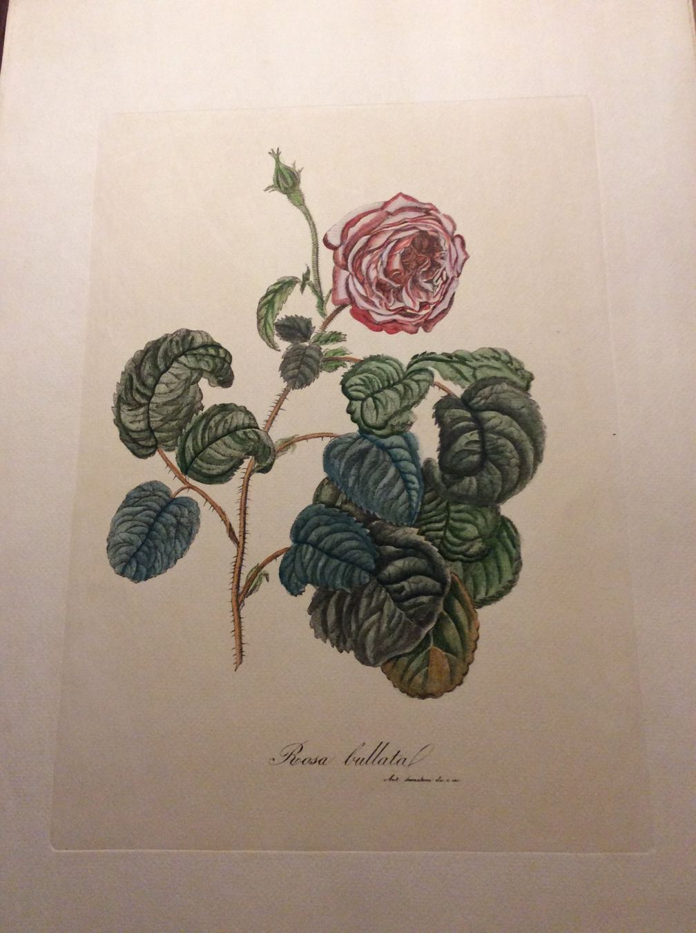 Grafica & Litografie: Planche Ant. Serantoni dis. e inc – Usato da Genève venduto da edelweiss1900 2