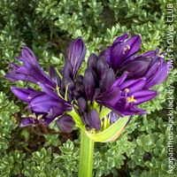 Agapanthus ‘Black Jack’ - RHS Pflanze des Jahres 2023