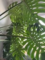 Monstera Deliciosa 🌿 plante d'intérieur facile d'entretien