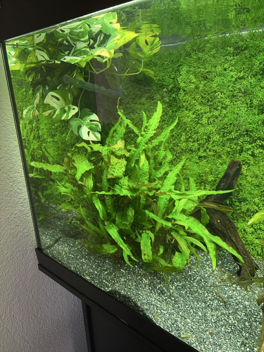 Pflanzen & Samen: Aquarium Pflanze Hammerschlag – Neu (gemäss Beschreibung) aus Reinach AG von joy_q2gl 1