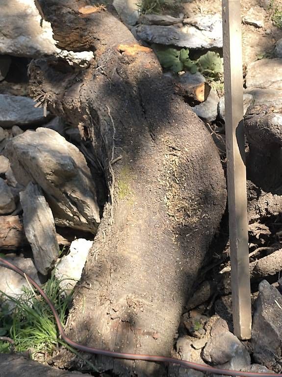 Articoli in legno: Kirsche als Massiv Holz  – Usato da Naters venduto da brunteles 1