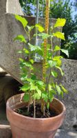 Hibiskus 3x im Topf, 1 jährig