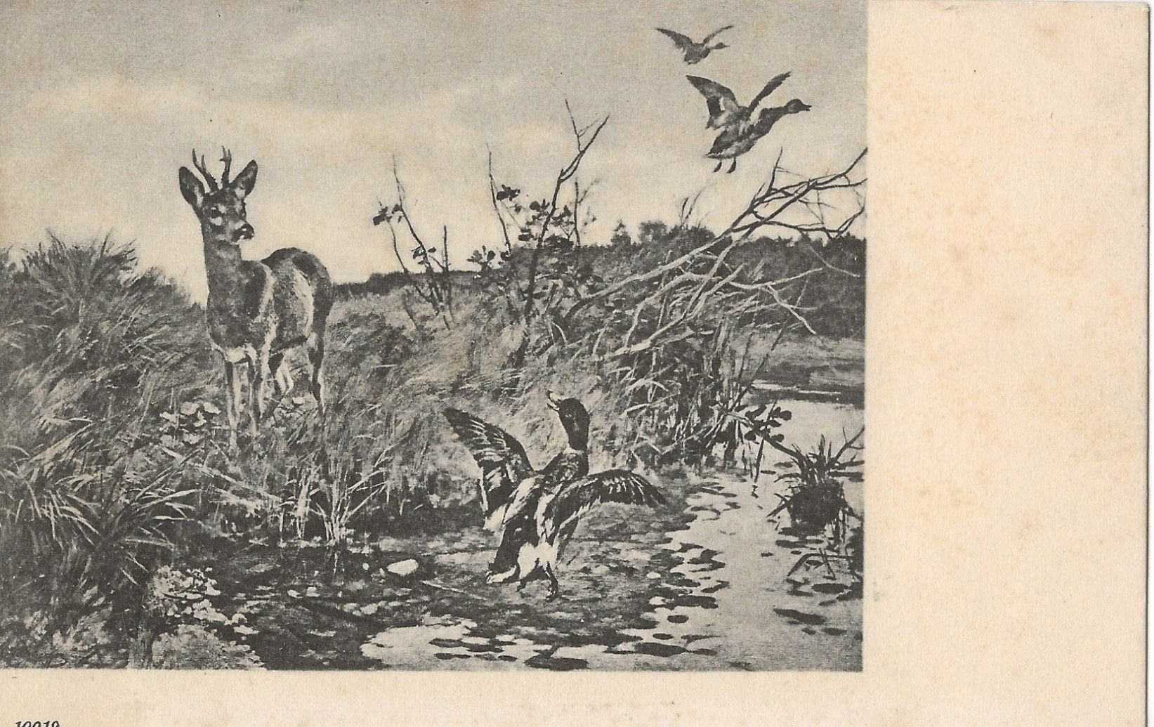 Cartoline postali: Rehbock, Enten, um 1900 – Usato da Frauenfeld venduto da Merk52