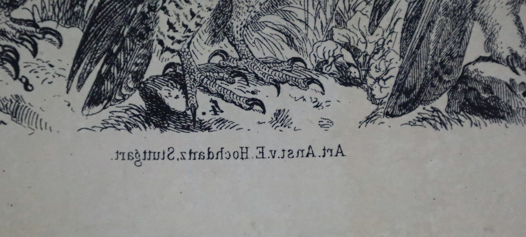 Grafica & Litografie: Lithographiestein "Adler, Geier, Eule, Falke" – Usato da Birrwil venduto da brandschatz_birrwil 3