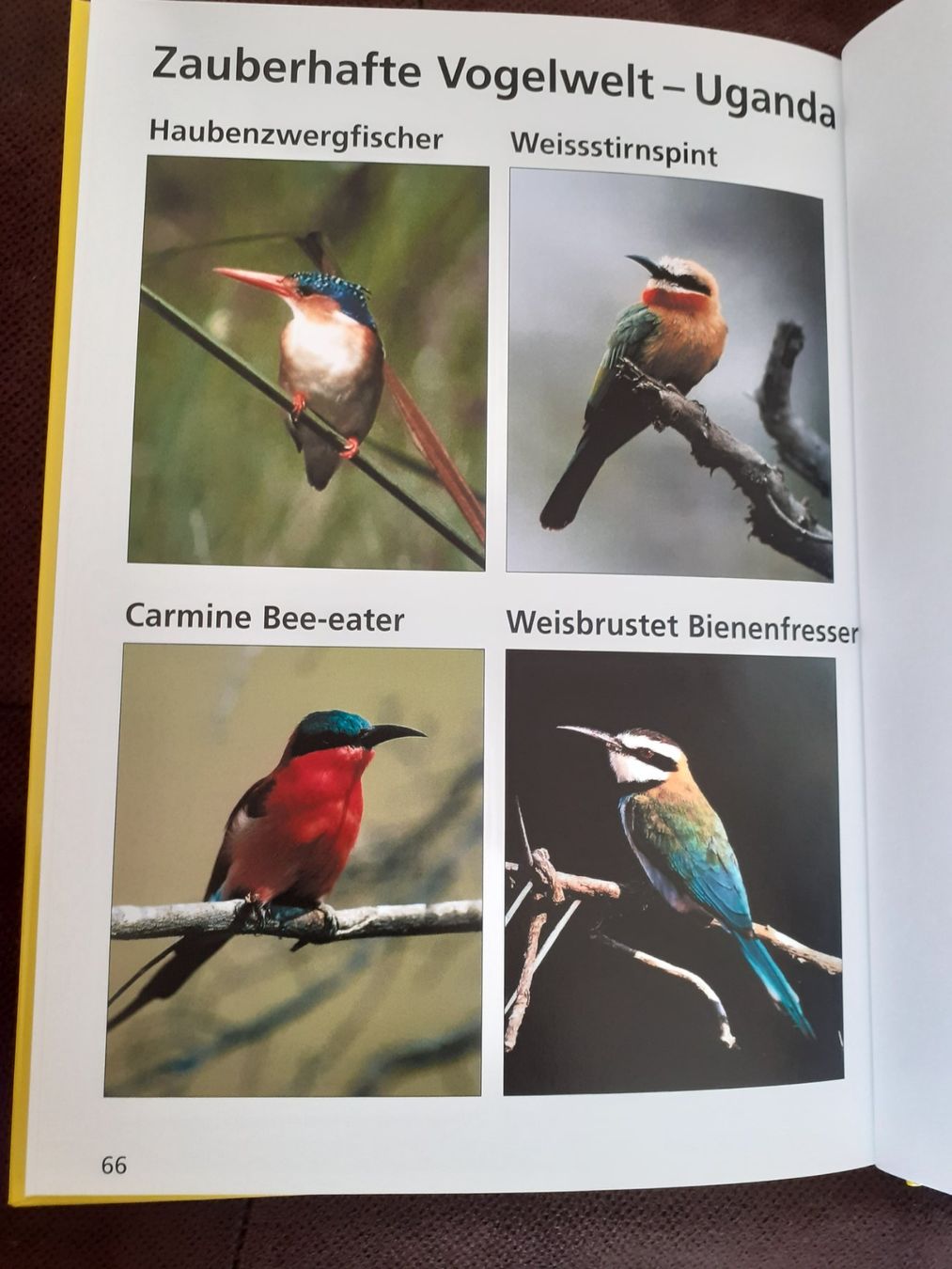 Libri: Tierbuch, Afrikas Wildtiere entdecken! – Nuovo e nell'imballaggio originale da Yverdon venduto da DerStorchUndDieBiene 1