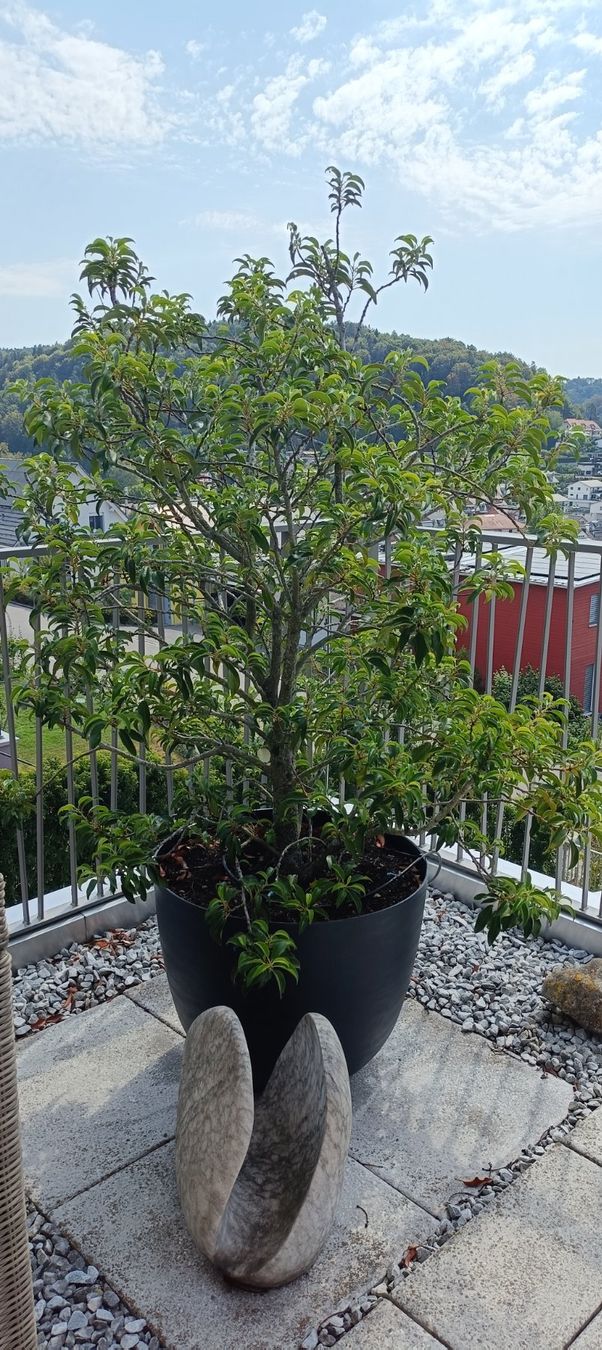 Piante & sementi: Portugiesischer Lorbeer Baum mit Topf – Usato da Winterthur venduto da ninoemi01