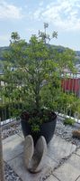 Portugiesischer Lorbeer Baum