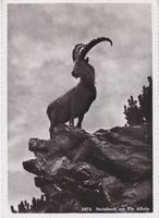 Steinbock am Piz Albriss (Grb.)
