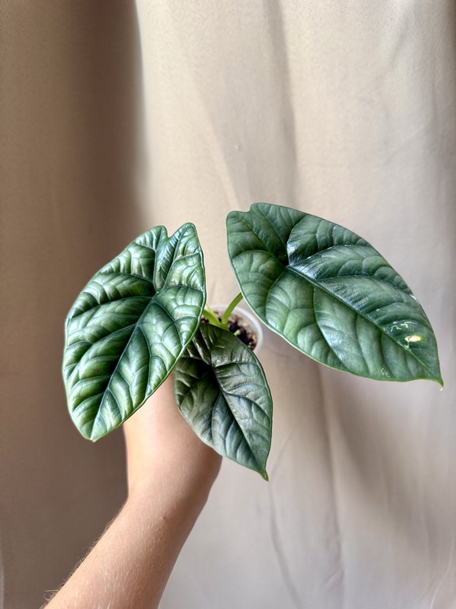 Piante & sementi: Alocasia Sinuata – Nuovo (secondo la descrizione) da La Tour-de-Trême venduto da LyAmy