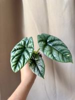 Alocasia Sinuata