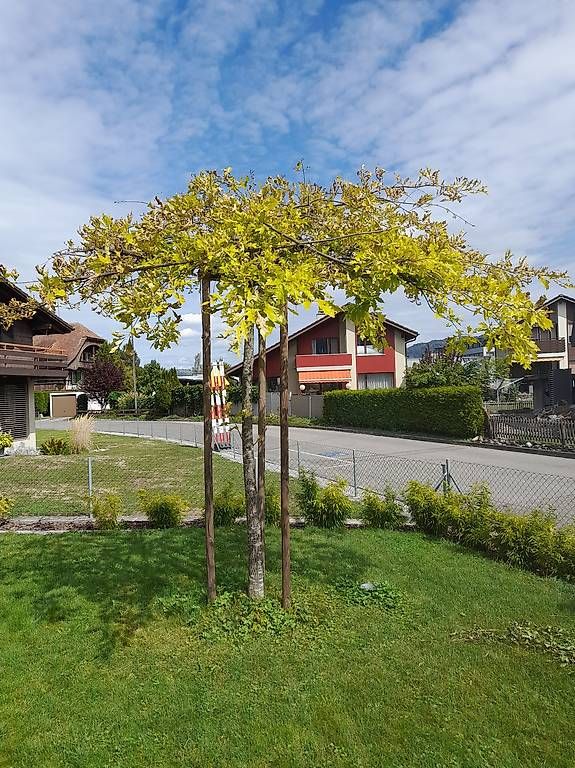 Pflanzen & Samen: Sumpfeiche, Dachform, quercus – Gebraucht aus Thun von jul_y9lm