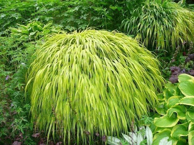 Piante & sementi: Herbe du Japon 'Aureola'  2x – Nuovo (secondo la descrizione) da Bremblens venduto da FIBONACCI369