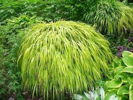 Herbe du Japon 'Aureola'  2x