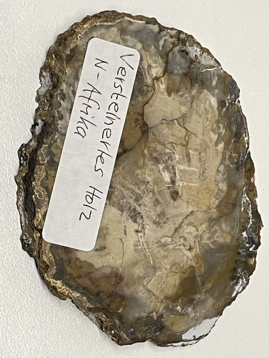 Minerali & Pietre curative: Heilstein / versteinertes Holz / Edelstein – Usato da Rümlang venduto da euqinom16 2