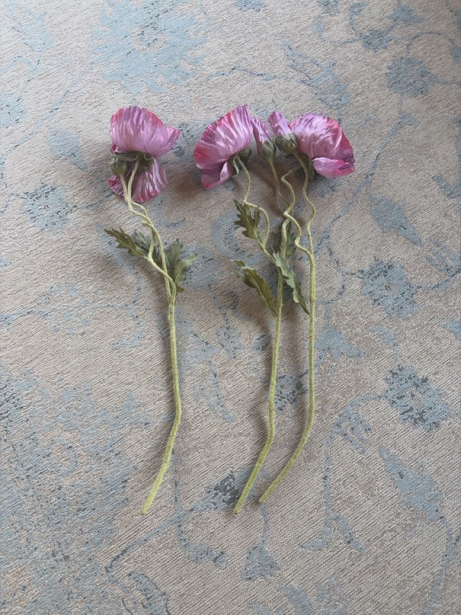 Pflanzen & Samen: Mohn Blumen – Gebraucht aus Freidorf TG von ibipatria 1