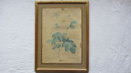 REDOUTÉ altcolorierter Kupferstich 1820