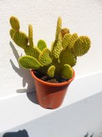 Kaktus im Topf gute Grösse: Kleinstachlige Opuntia
